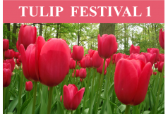 TULIP FESTIVAL 1 Wonders of The North  0