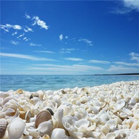 หาดเปลือกหอยshell-beach