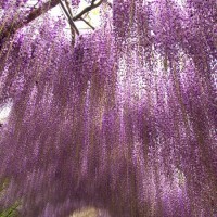 อุโมงค์ดอกวิสเทอเรียwisteria-tunnel