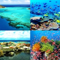 เกรตแบร์ริเออร์รีฟgreat-barrier-reef