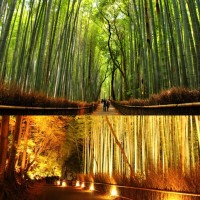 ป่าไผ่ซากาโนะsagano-bamboo-forest